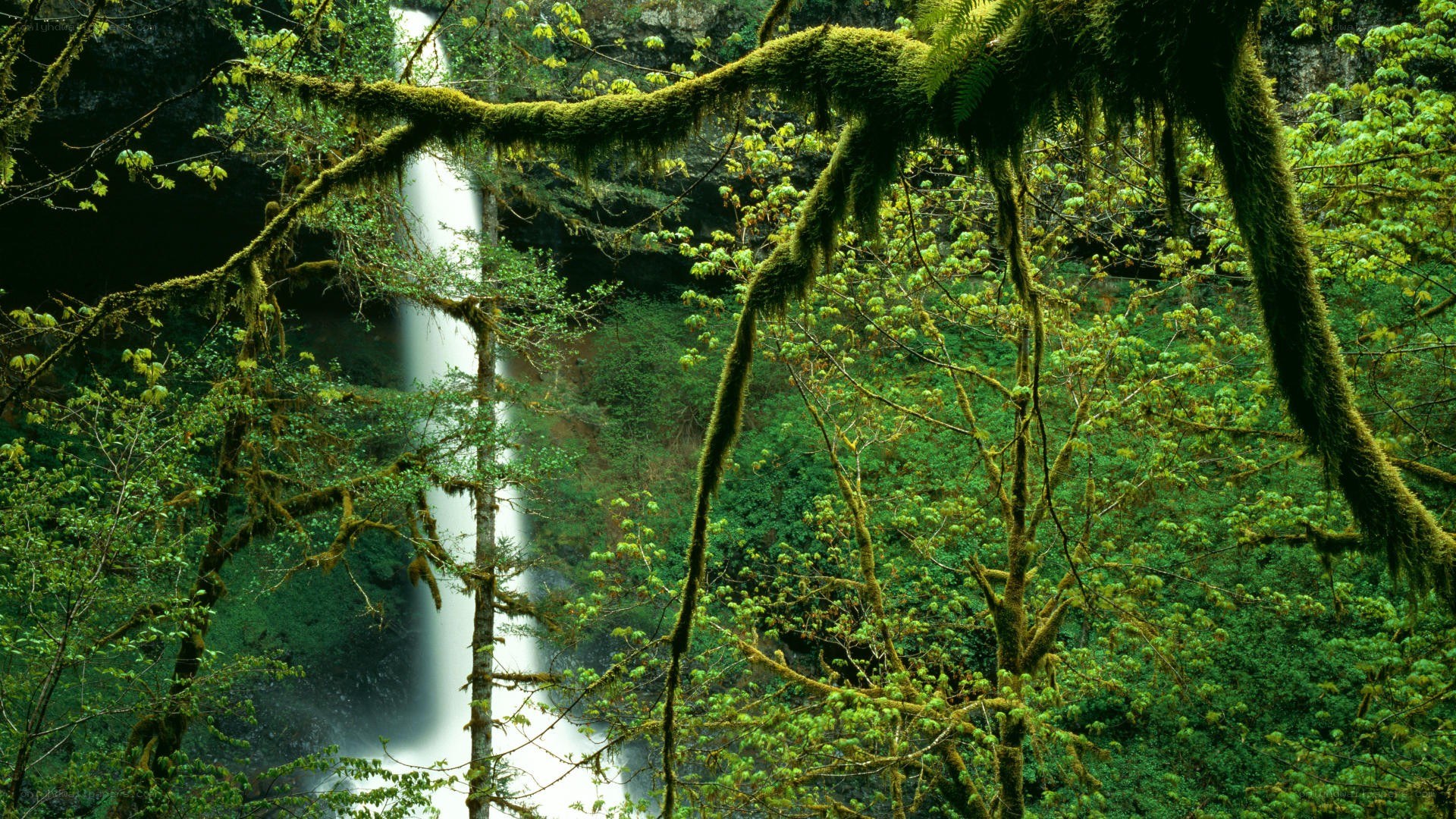 Waterfall in a mossy forest