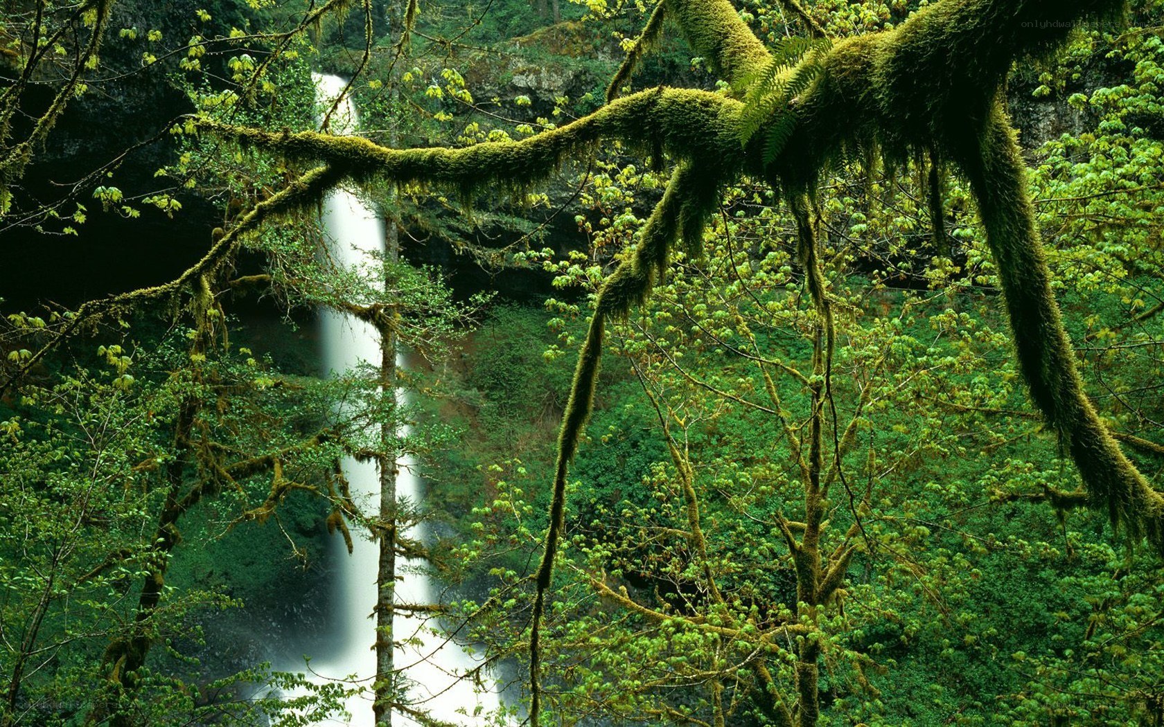 Waterfall in a mossy forest