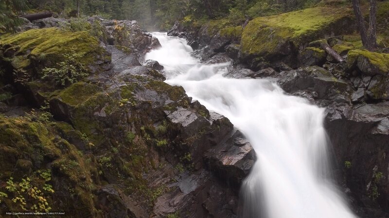 Waterfall in a mossy forest