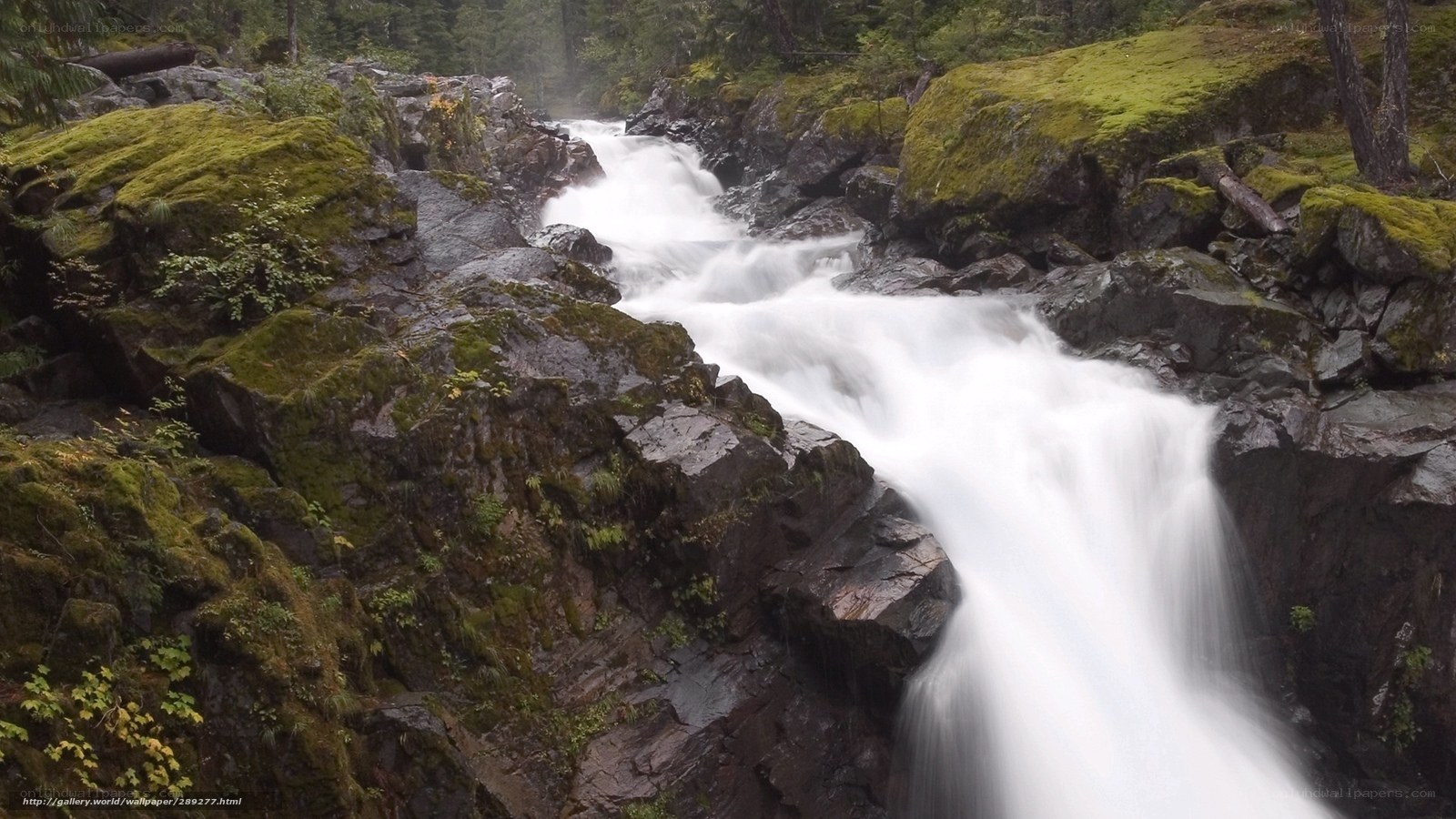Waterfall in a mossy forest