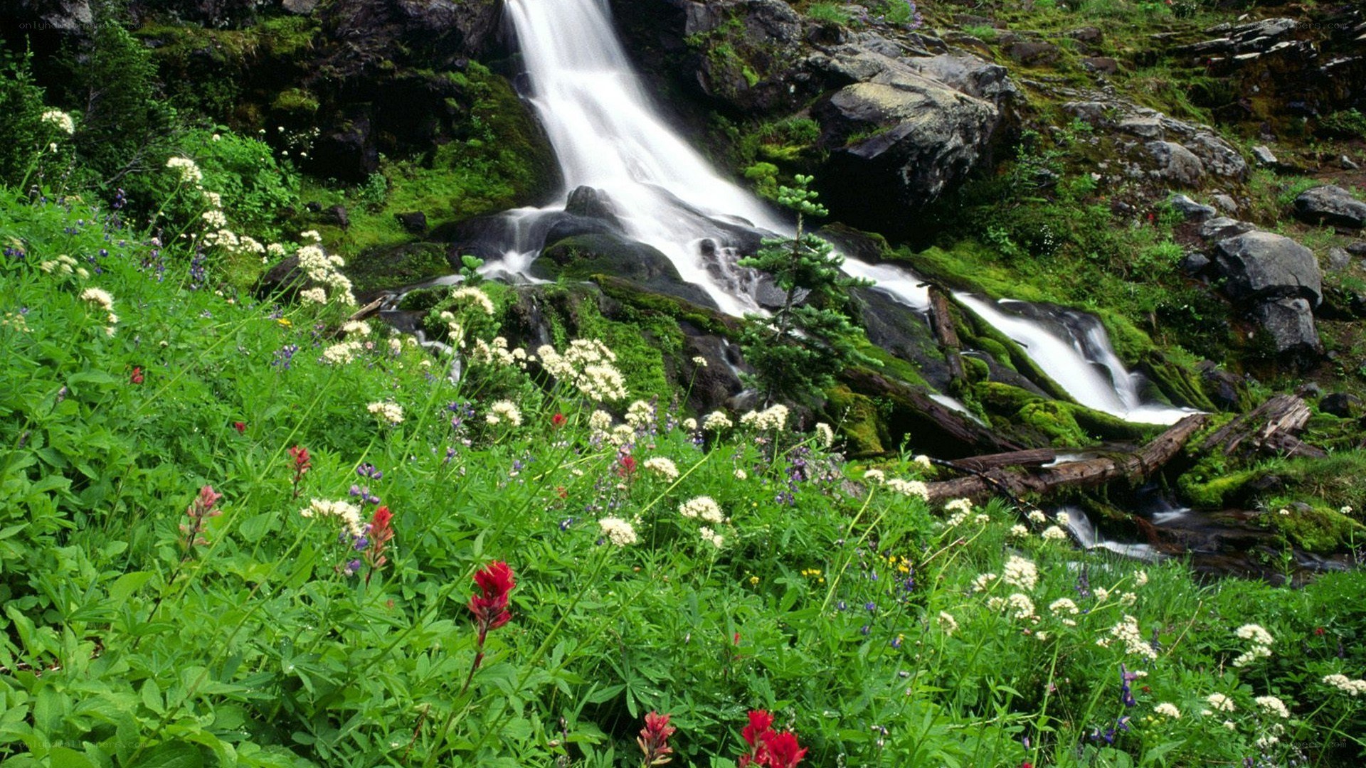 Waterfall in a wildflower meadow