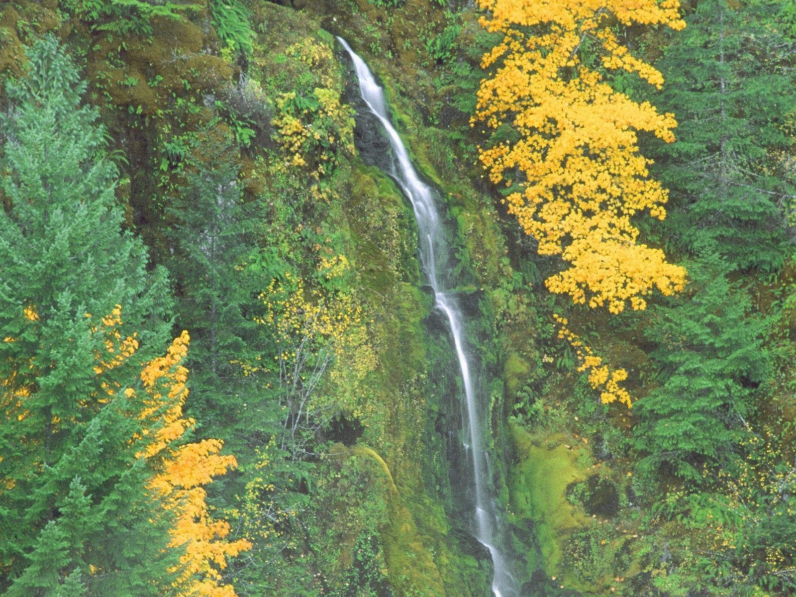 Waterfall in autumn forest