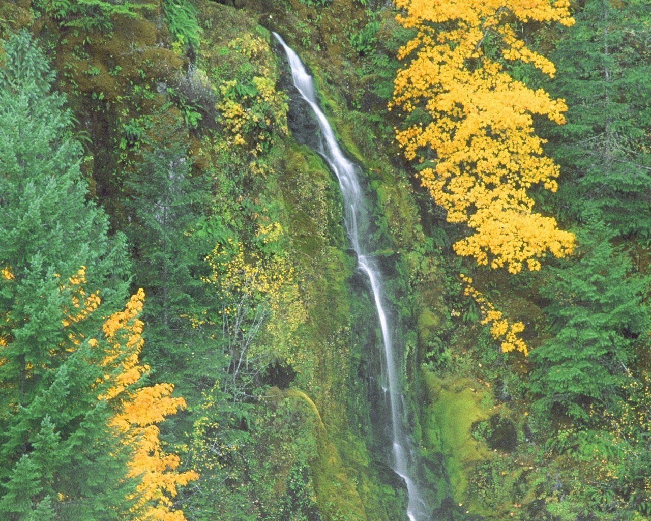 Waterfall in autumn forest