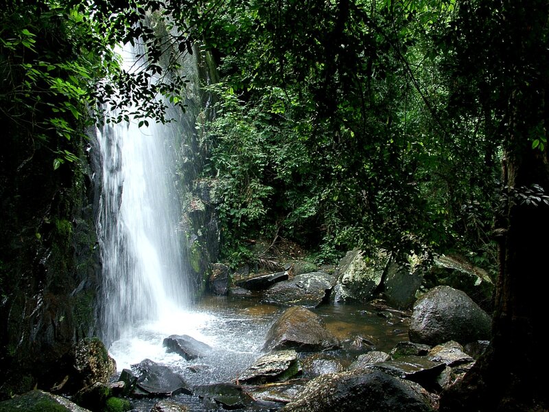 Waterfall in dense forest