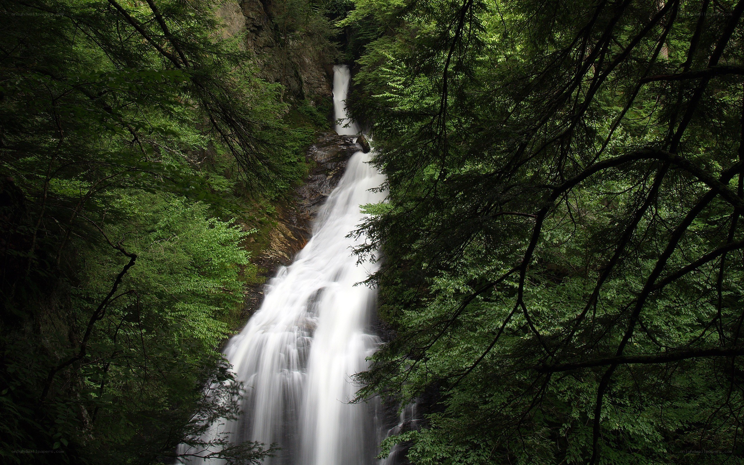 Waterfall in dense forest