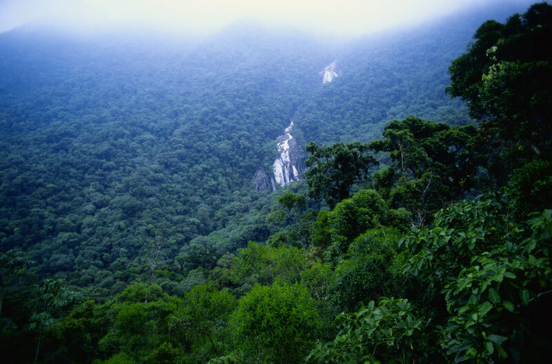 Waterfall in dense forest