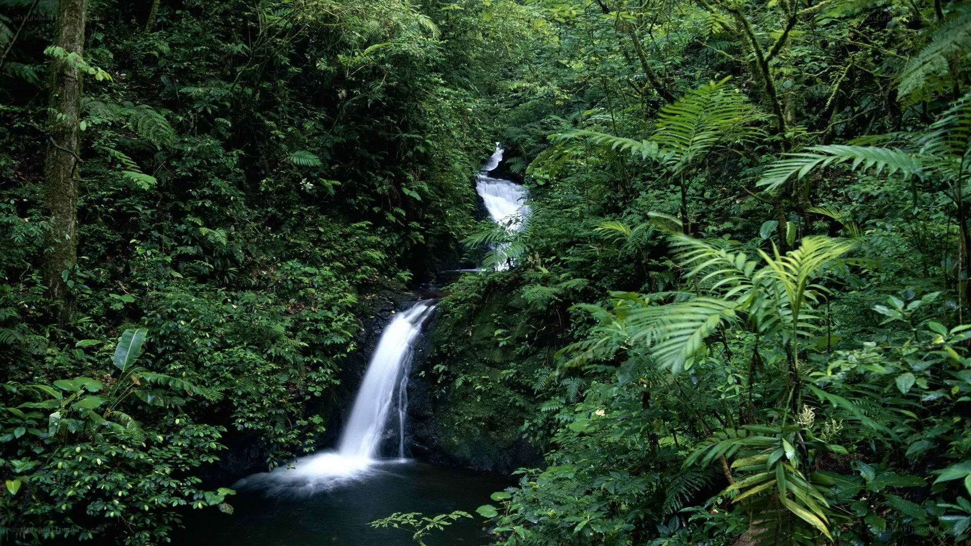 Waterfall in dense rainforest
