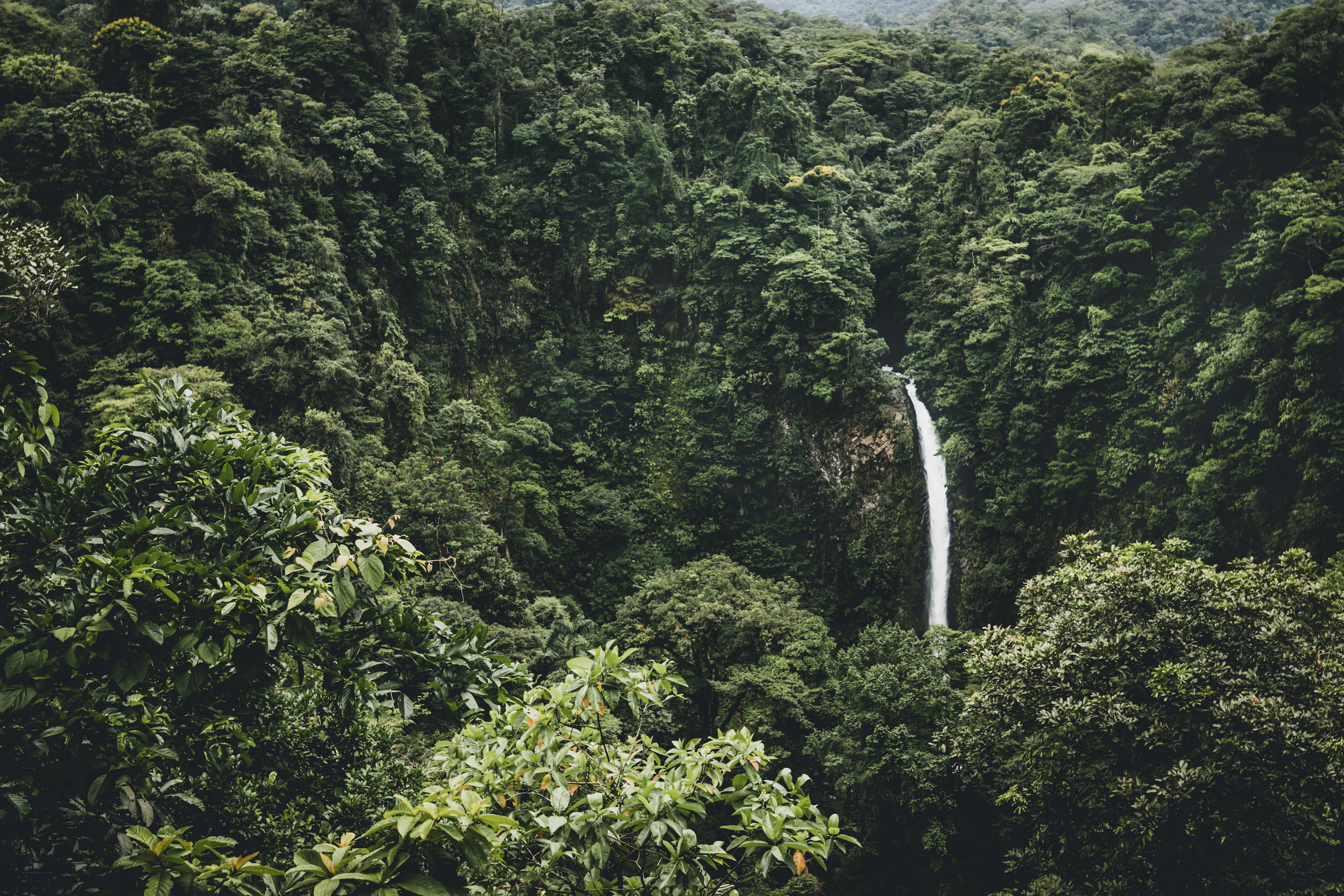 Waterfall in dense rainforest