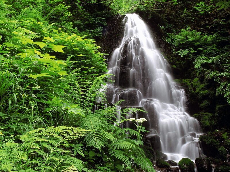 Waterfall in Forest — Afternoon, Plants