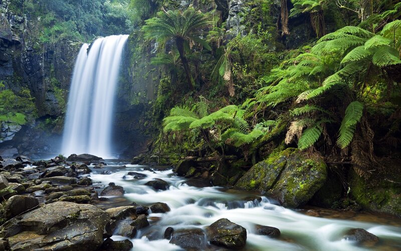 Waterfall in Forest — Ferns, White