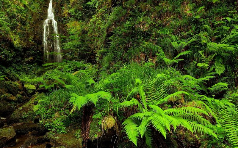 Waterfall in Forest — Green, Lush, Photograph