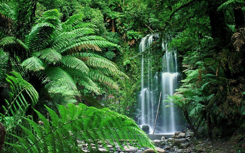 Waterfall in Forest — Green, Serene, Afternoon, Photograph, Fern, Trees