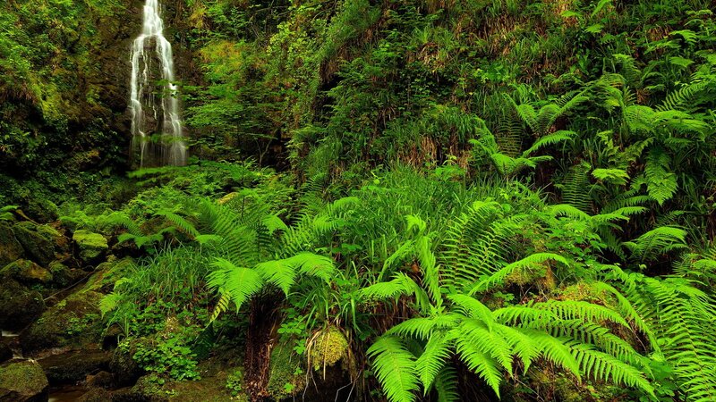 Waterfall in Forest — Green, Serene, Afternoon, Photograph, Ferns, Rocks, Trees
