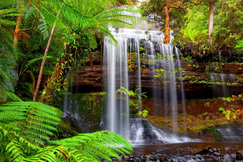 Waterfall in Forest — Green, Serene, Afternoon, Photograph, Ferns, Trees