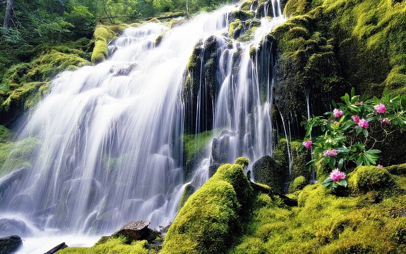 Waterfall in Forest — Green, Serene, Afternoon, Photograph, Moss, Flowers