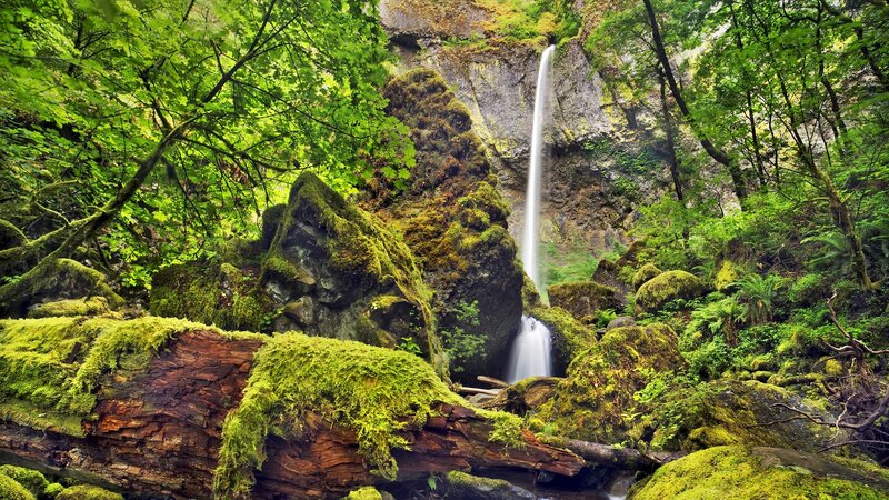 Waterfall in Forest — Green, Serene, Afternoon, Photograph, Moss, Trees, Rocks, Brown, White