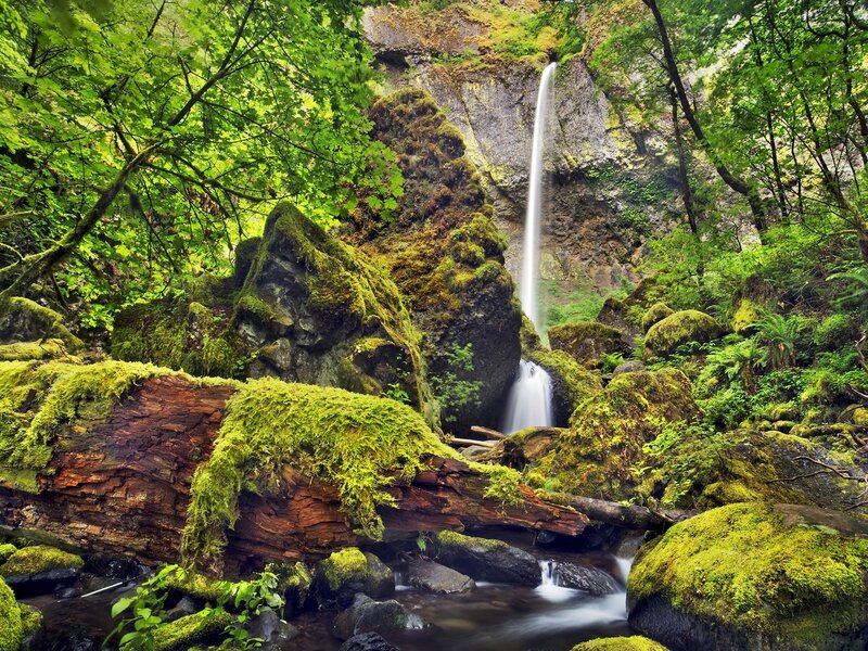 Waterfall in Forest — Green, Serene, Afternoon, Photograph, Moss, Trees, Rocks, Stream, Brown