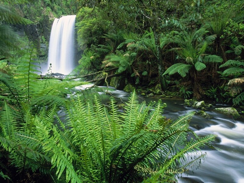 Waterfall in Forest — Green, Serene, Afternoon, Photograph, River, Ferns