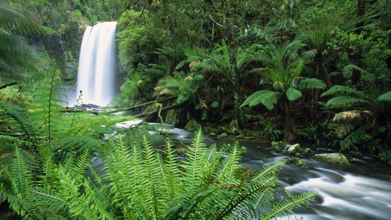 Waterfall in Forest — Green, Serene, Afternoon, Photograph, River, Ferns, Trees, White