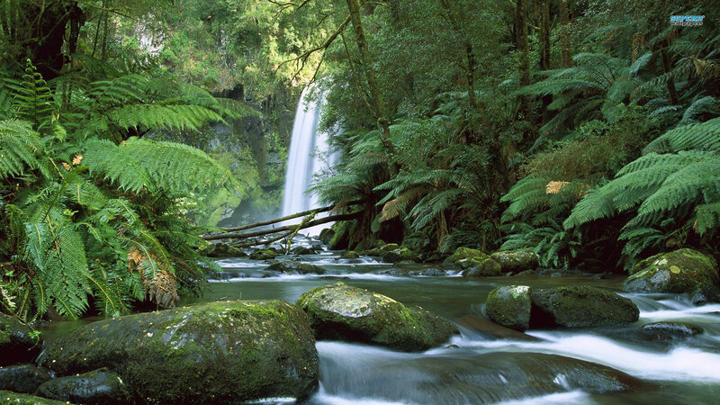 Waterfall in Forest — Green, Serene, Afternoon, Photograph, River, Rocks, Ferns