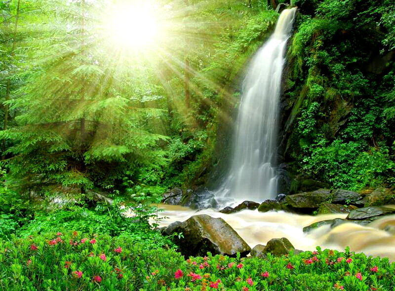Waterfall in Forest — Green, Serene, Afternoon, Photograph, Trees, Flowers, Rocks, Sunlight