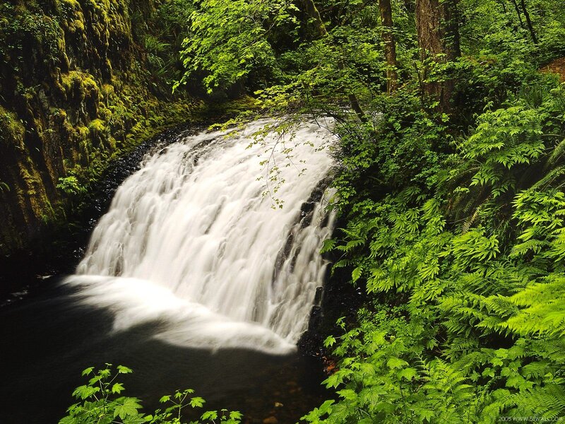 Waterfall in Forest — Green, Serene, Afternoon, Photograph, Trees, Moss, River, Ferns