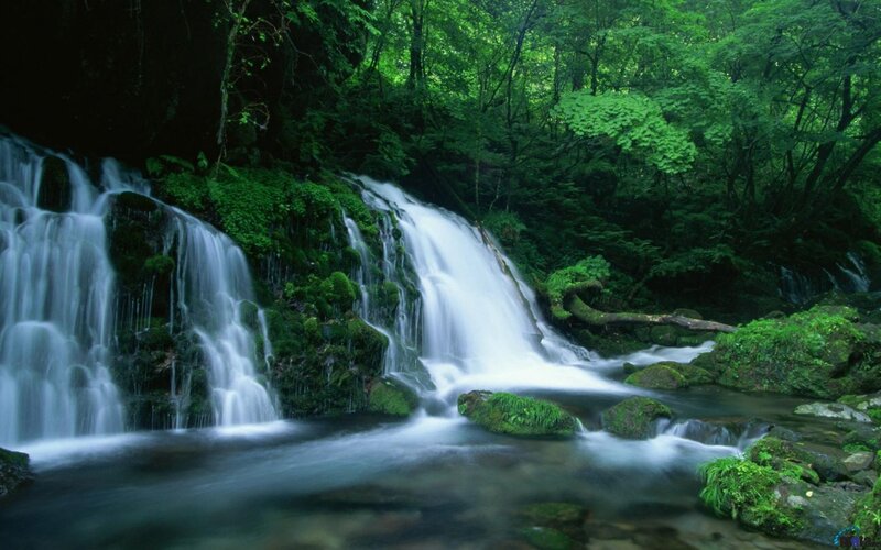 Waterfall in Forest — Green, Serene, Afternoon, Photograph, Trees, Moss, Rocks, Stream, White, Brown