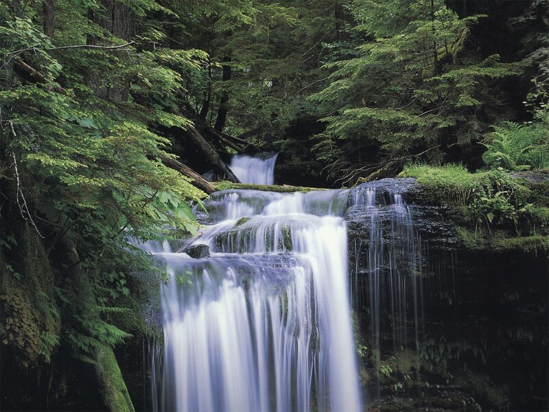 Waterfall in Forest — Green, Serene, Afternoon, Photograph, Trees, Moss, Rocks, Stream, White