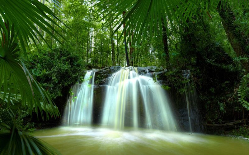 Waterfall in Forest — Green, Serene, Afternoon, Photograph, Trees, Palm Leaves