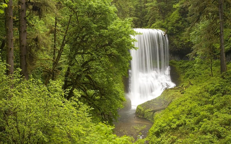 Waterfall in Forest — Green, Serene, Afternoon, Photograph, Trees, River, Moss, White, Brown