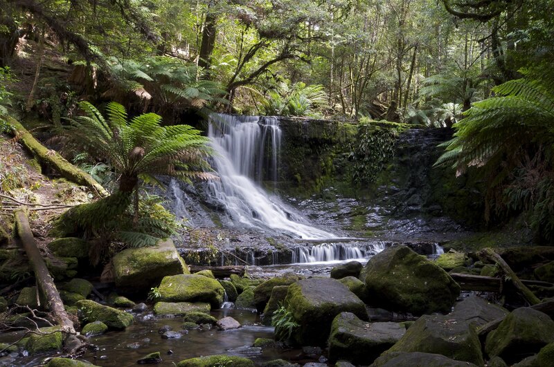 Waterfall in Forest — Green, Serene, Afternoon, Photograph, Trees, Rocks, Ferns, Brown