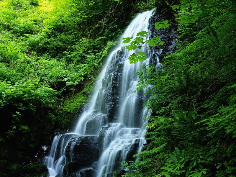 Waterfall in Forest — Green, Serene, Afternoon, Photograph, Trees, Rocks, Moss, White, Black
