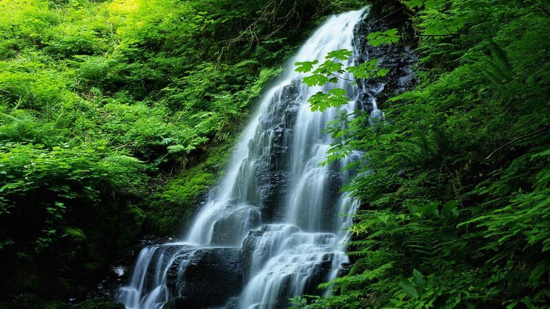 Waterfall in Forest — Green, Serene, Afternoon, Photograph, Trees, Rocks, Plants, White, Black