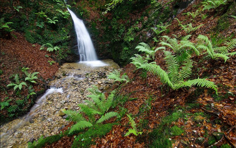 Waterfall in Forest — Green, Serene, Autumn, Photograph, Fern