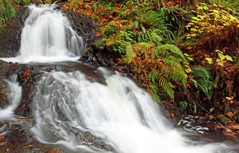 Waterfall in Forest — Green, Serene, Autumn, Photograph, Ferns