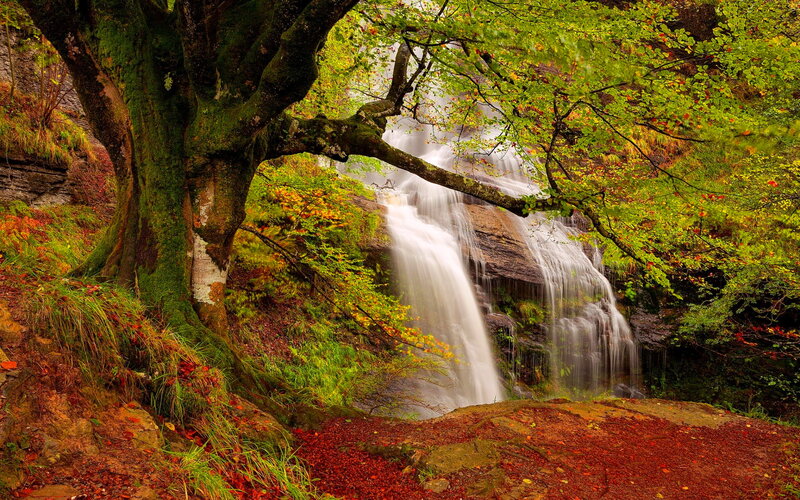 Waterfall in Forest — Green, Serene, Autumn, Photograph, Tree, Rocks, Leaves