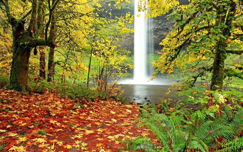 Waterfall in Forest — Green, Serene, Autumn, Photograph, Trees, Leaves, River