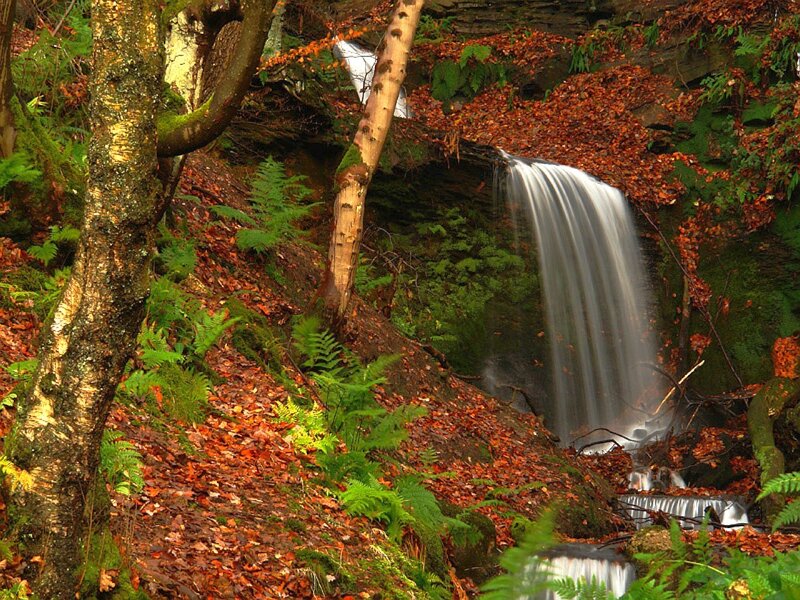 Waterfall in Forest — Green, Serene, Autumn, Photograph, Trees, Leaves