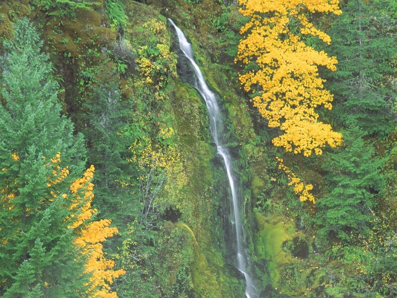 Waterfall in Forest — Green, Serene, Autumn, Photograph, Trees, Moss, Stream, Autumn Leaves