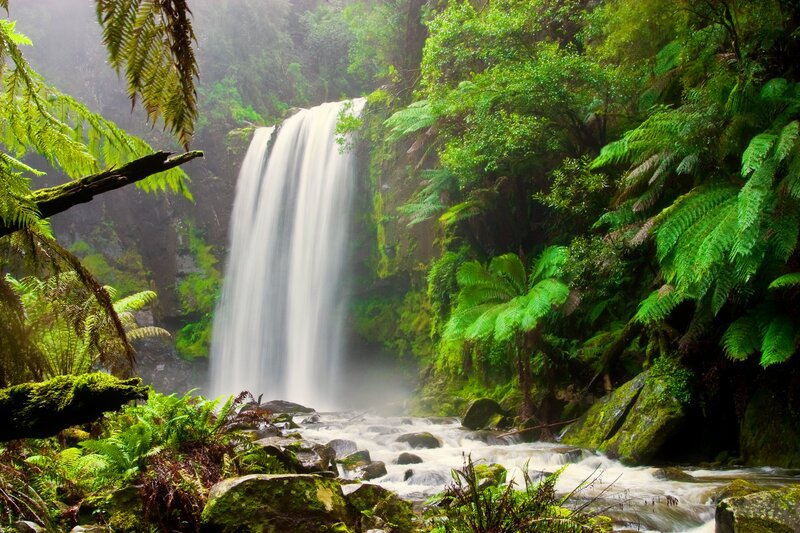 Waterfall in Forest — Green, Serene, Morning, Photograph, Fern