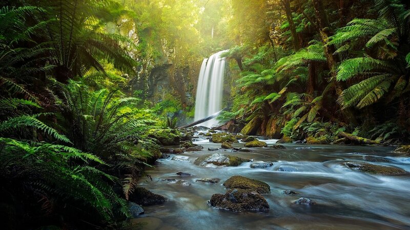 Waterfall in Forest — Green, Serene, Morning, Photograph, River, Rocks, Ferns