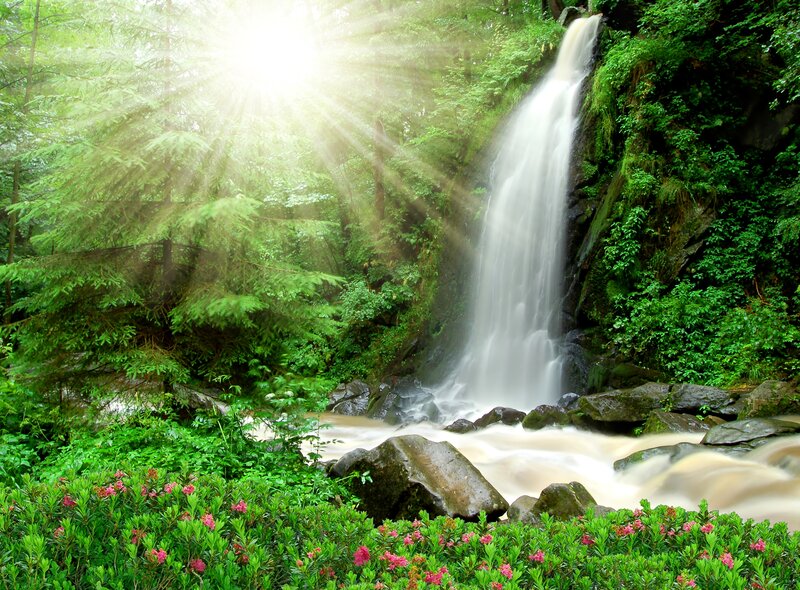 Waterfall in Forest — Green, Serene, Morning, Photograph, Trees, Flowers