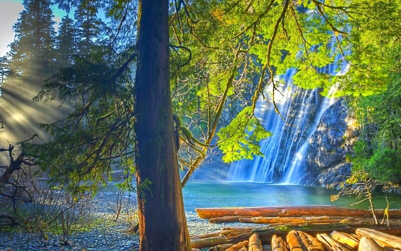 Waterfall in Forest — Green, Serene, Morning, Photograph, Trees, River, Logs, Sunlight