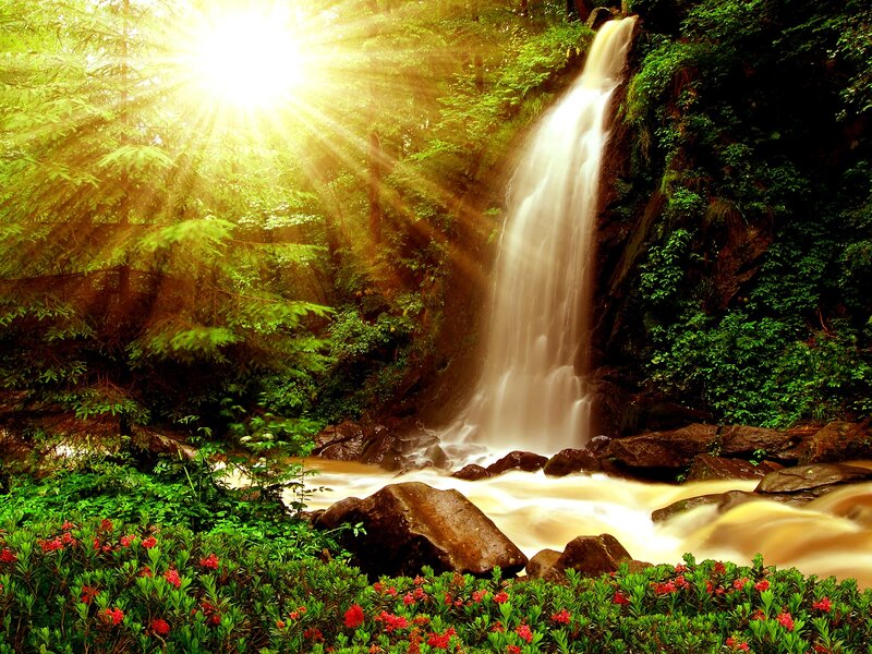 Waterfall in Forest — Green, Serene, Morning, Photograph, Trees, Rocks, Flowers