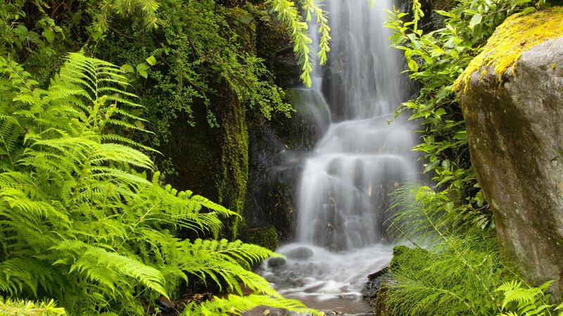 Waterfall in Forest — Green, Serene, Photograph, Fern, Moss, Rock