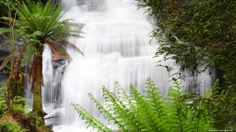 Waterfall in Forest — Green, Serene, Photograph, Fern, Trees