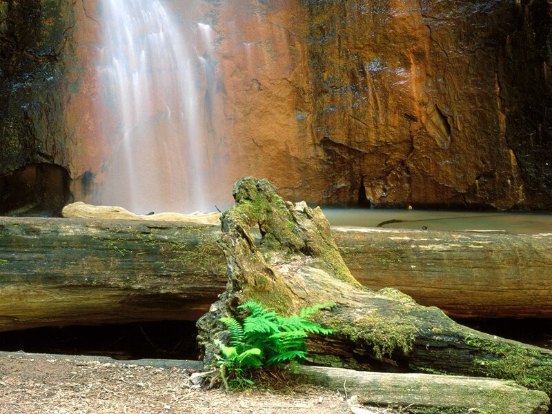 Waterfall in Forest — Green, Serene, Photograph, Log