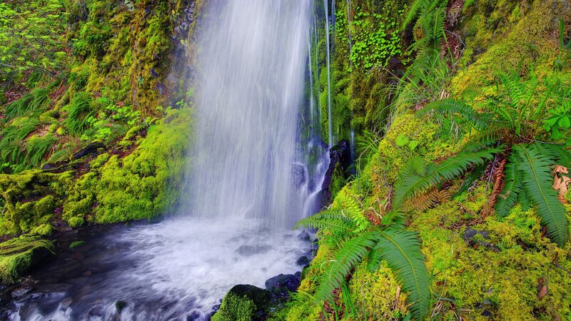 Waterfall in Forest — Green, Serene, Photograph, Moss, Ferns, Rocks, White, Brown