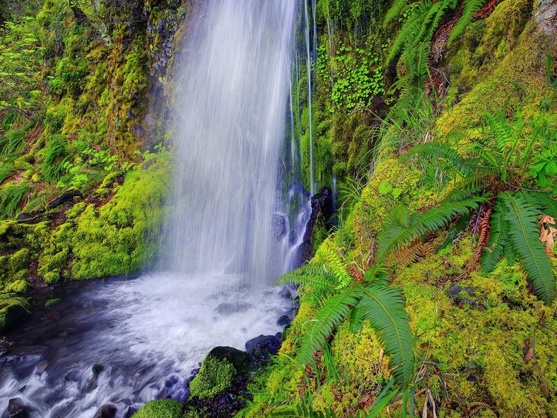 Waterfall in Forest — Green, Serene, Photograph, Moss, Ferns, Rocks, White