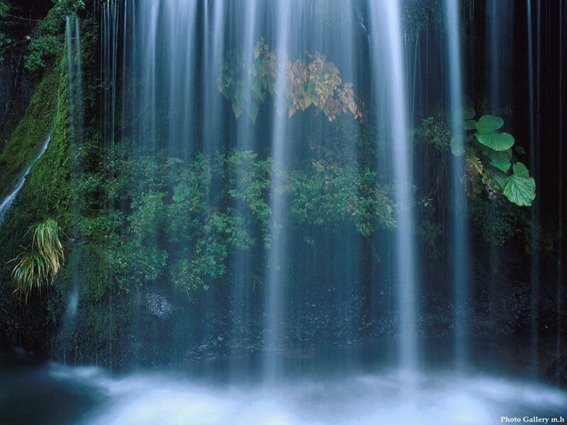 Waterfall in Forest — Green, Serene, Photograph, Moss, Plants